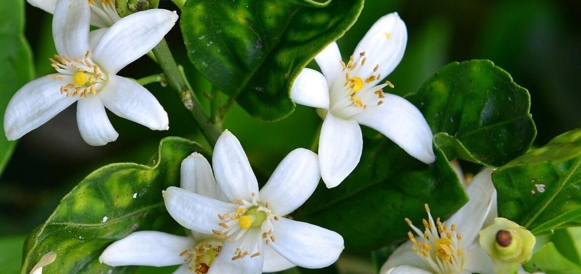 Neroli pomaže u uklanjanju paučastih vena